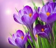 Image of crocuses